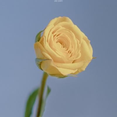 x战娘果盘版下载